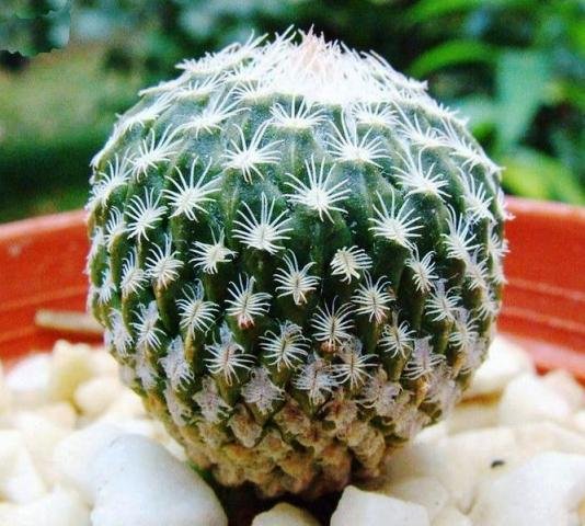 Pelecyphora_strobiliformis